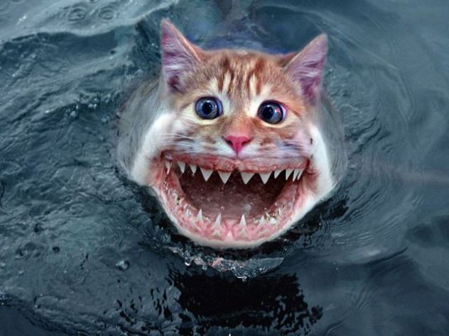 morska mačka