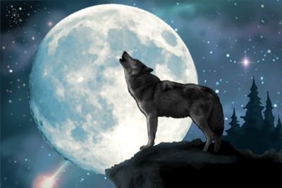 volk v mesečini