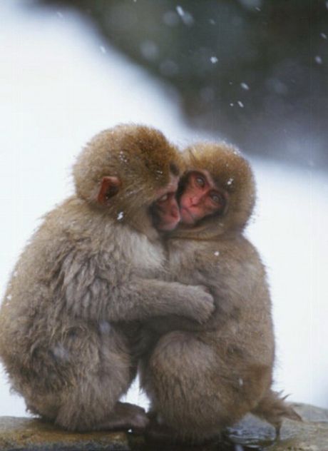 Opici v ljubezni