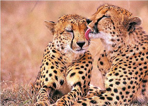 Ljubezen med leopardoma