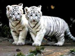 bela tigra