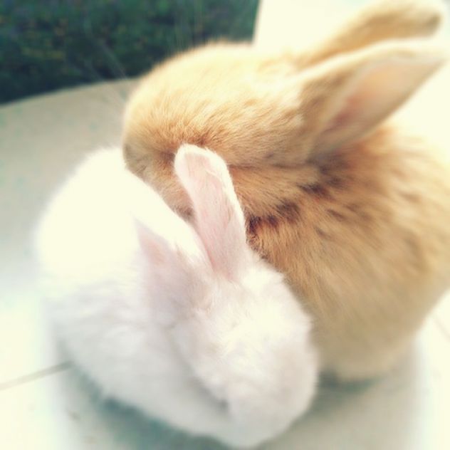 two cute bunnies