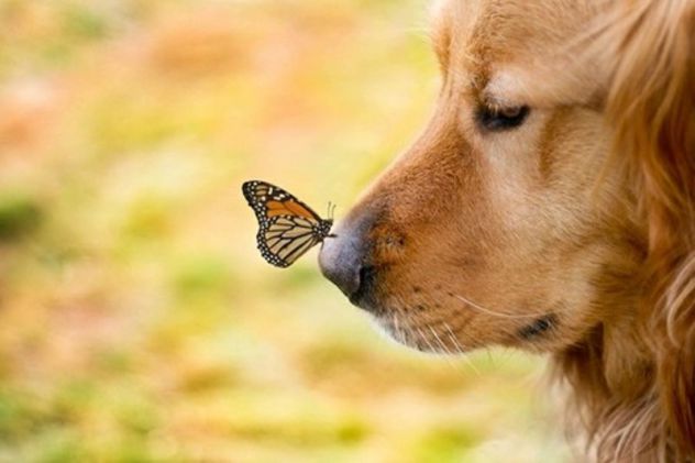 butterfly and dog