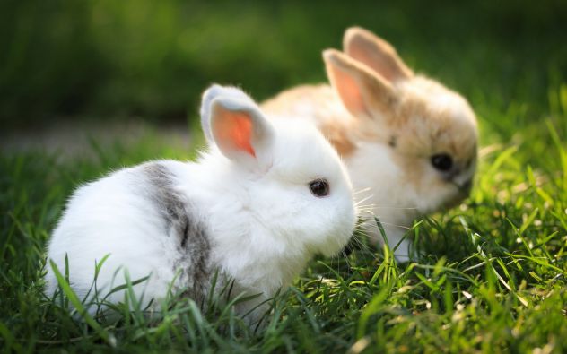 two cute bunnies