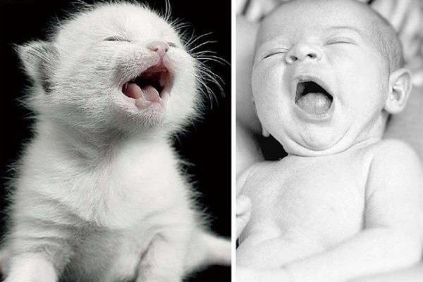 cat vs baby