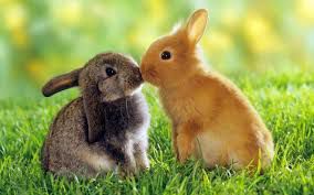 zajčka se poljubljata
