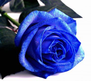 modra vrtnica