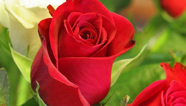 rdeča vrtnica