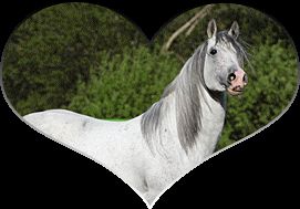 LOVE HORSE <3