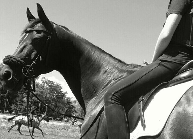 To je Ramzes...konj, ki ga najpogosteje jaham. Na njem sem jaz pred skakalnim treningom.