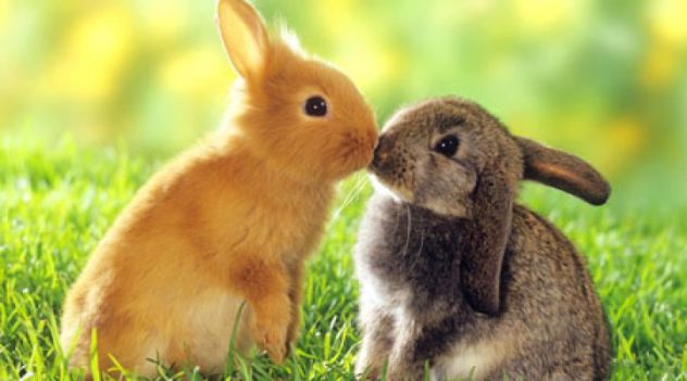prvi zajčji poljub