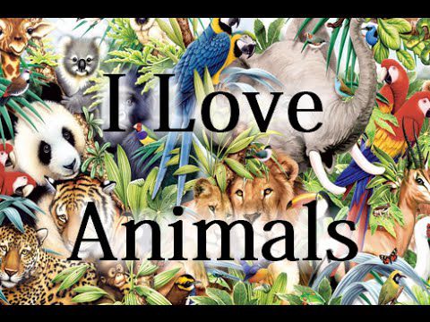 i love animals