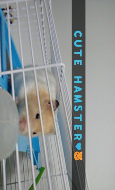 My Hamster Stuart<3 Ni ga več z mano:(