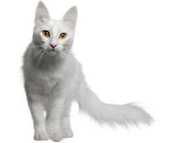 turška angora mačka