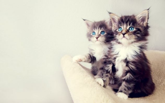 Two little cutie cats