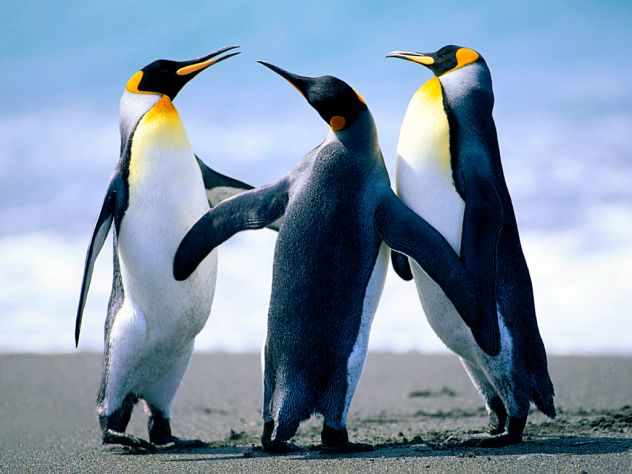 I love my penguins!