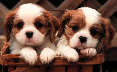 two cute pupies