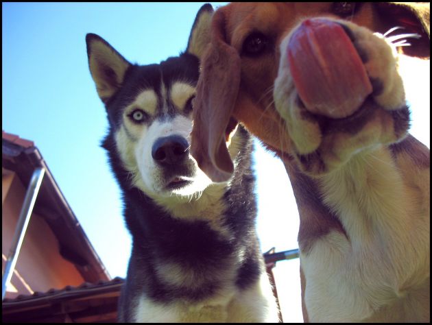 Moja dva retarda ♥ Beagle Dona & Husky Lar ♥♥♥