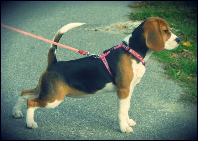 My beagle ♥ *proud face*