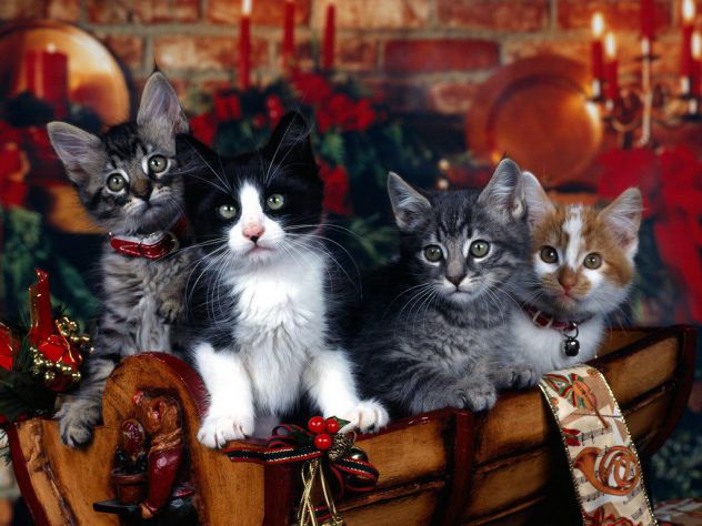 christmas cats...