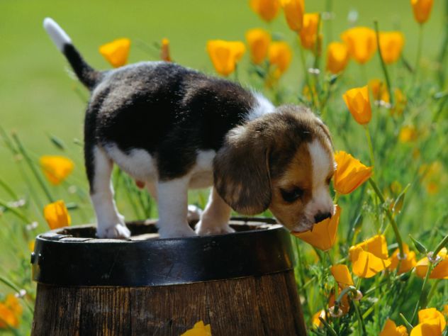 Dog and flowers..