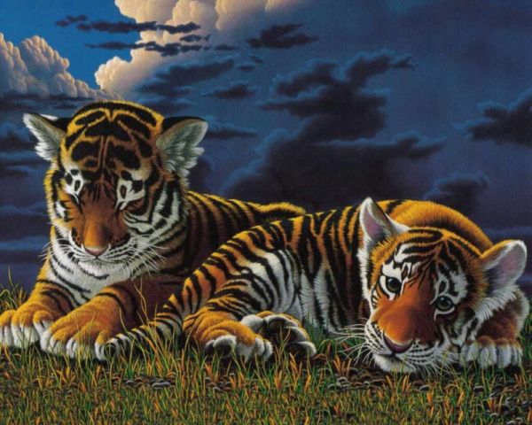 tigrčki