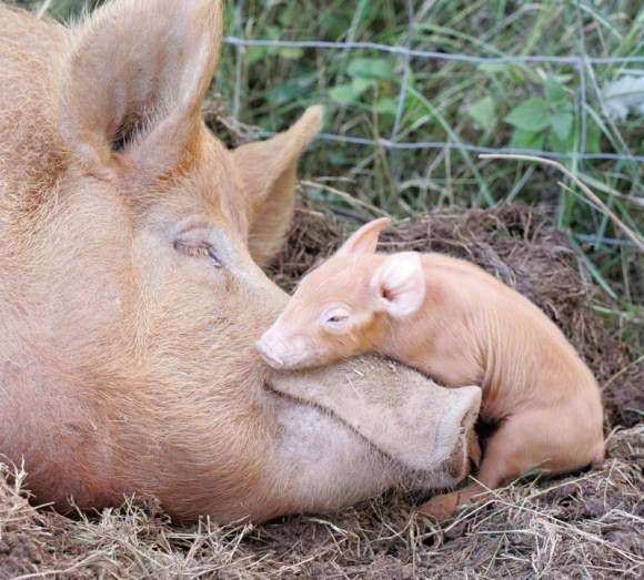 Mummy and baby pig