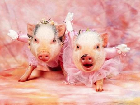 Pink Pigs