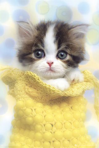 Cute little kitty. ♥ Ker piki je ;D ♥♥