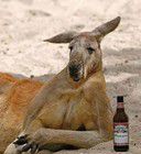 Laško propada mogoče pa bi lahko tale kenguru rešil pivovarno?
