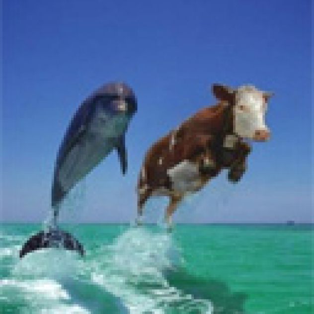 Delfini imajo konkurenco v skakanju