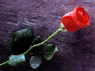 Rdeča vrtnica :))