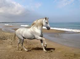 konj na plaži
