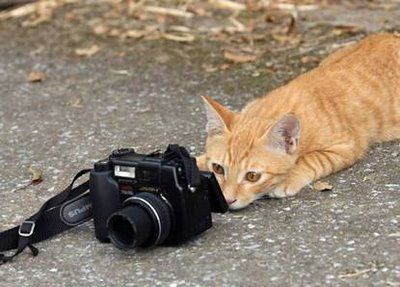 mačka fotogratira.......