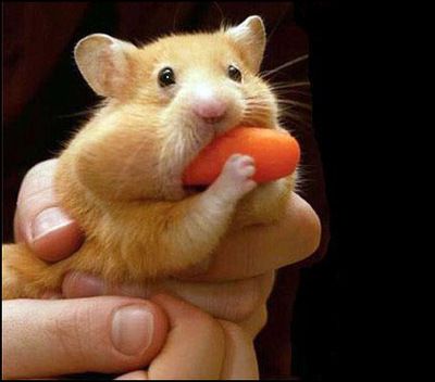 hungry hamster