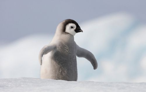 Pingvin..