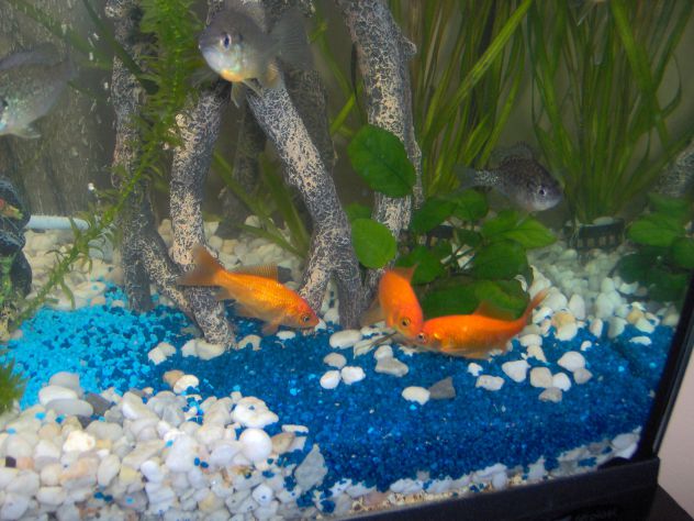 ribice v akvariju