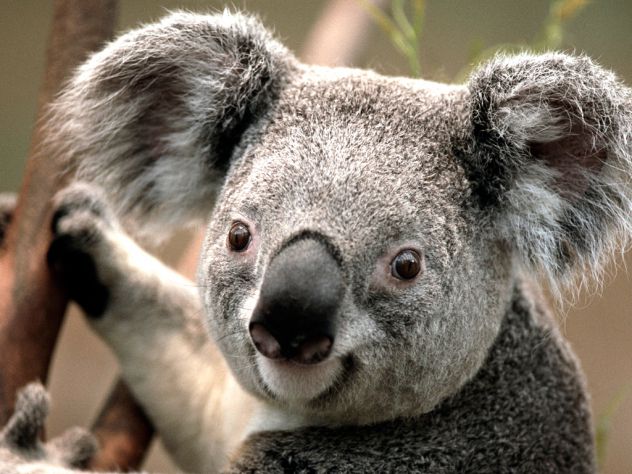Iiii!!!!  Lepa koala