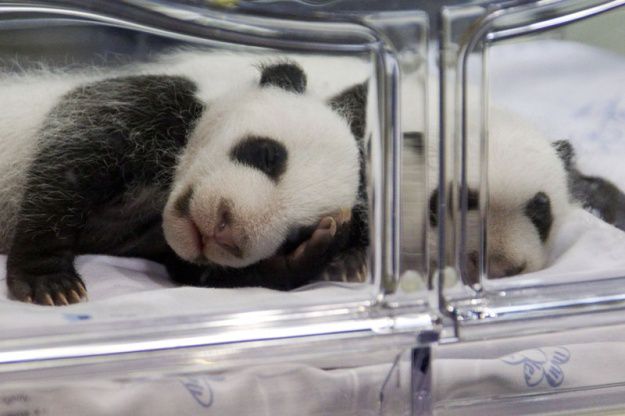 Mladić moje najubše živali pande-pandin mladič