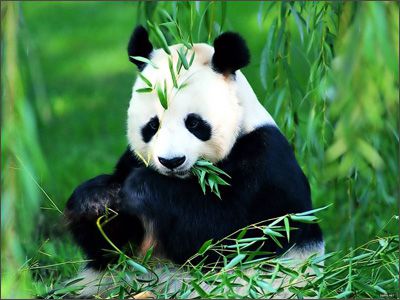 Veliki panda med jedjo