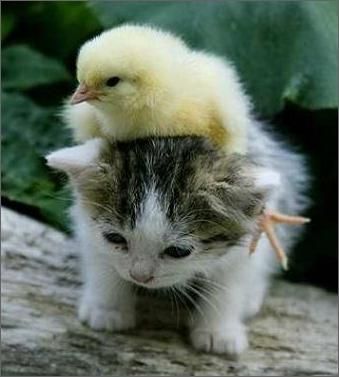 cat and duck