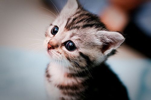 cute cute cat