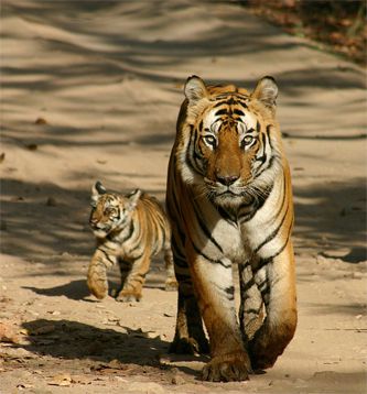 tiger z mladičkom