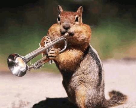 veverica z trobento