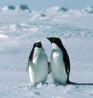 dva lustna pingvina