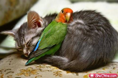 Parrot And Kitty