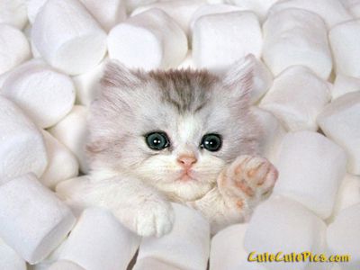 Kitty In Marshmallows
