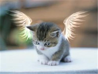 angel cat:3