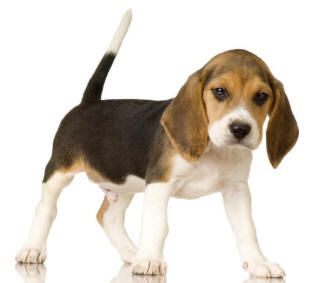 beagle:)
