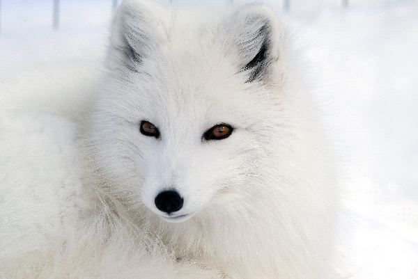 polarna lisica
